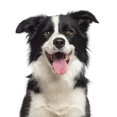 Collection image for: Köpek Ürünleri