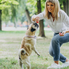 Collection image for: Köpek Oyuncakları