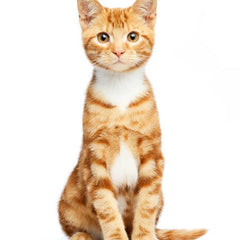 Collection image for: Kedi Ürünleri