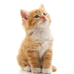 Collection image for: İnteraktif Kedi Oyuncakları
