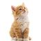 İnteraktif Kedi Oyuncakları