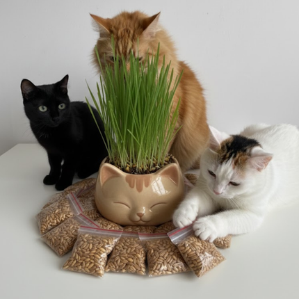 Kedi Çimi 1 Yıllık Dolum Tohum Paketi