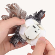 Pativit Cikcik Çırpınan Kuş